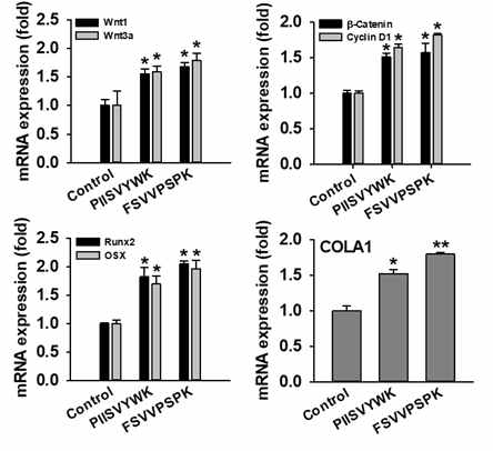 조골세포분화 촉진 Wnt/β-catenin 신호 분자 및 biomarker의 RT-QPCR 분석