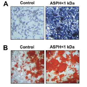 ASPH<1 kDa (저분자량 꼬막 펩타이드) 처리에 따른 조골세포 내 (A) ALP 활성 및 (B) mineralization