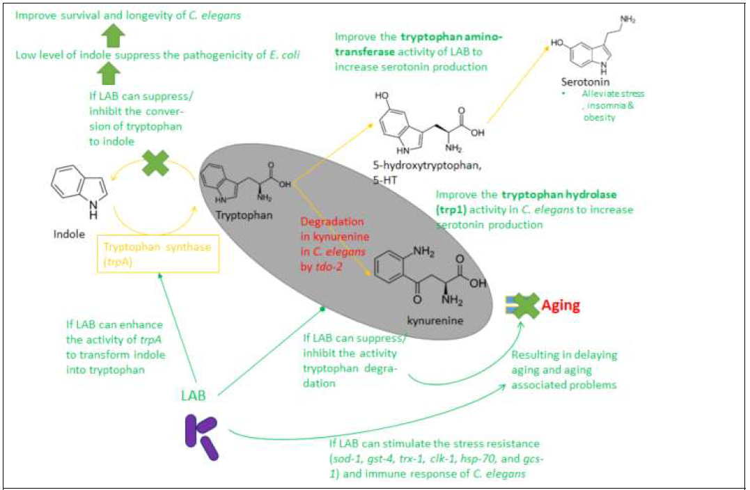 Proposed mechanisms