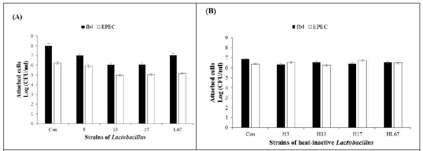 Inhibitory effects of Lactobacillus strains (A) and heat-inactive lactobacillus (B) on the attachment of non-O157 pathogen. For the attachment assay, overnight cultured pathogen cells and Lactobacillus cells were co-inoculated with multiplicity of infection (MOI) of 100:1 (bacteria: cells; 108 CFU/ml:106 cells) in caco-2 monolayers, and then incubated for 3h at 37 °C, in a 5% CO2 atmosphere. After incubation, the monolayers were quickly washed by 3 times with pre-warm PBS to remove non-attached bacteria. The attached cells were detached and lysed using 0.1% Triton X-100 for 30 min. Serial dilutions of the mixtures were then plated onto MacConkey agar (Difco, USA) and incubated for 24h at 37°C. Attachment efficiency was determined by counting the CFU/ml