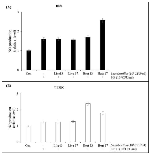 Effect of Lactobacillus on the NO production on E. coli fb4 (A) and EPEC (B) treated caco-2 cells. Inducible NO production was measured by the method of Green et al. (Green et al., 1982). Cell supernatants (100 ml) were mixed with 100 ml of Griess reagent (1% sulfanilamide and 0.1% N-1-naphthylethylenediamine dihydrochloride in 2.5% polyphosphoric acid) at room temperature for 5 min. Absorbance was measured at 540 nm with a Micro Reader (Hyperion, Inc., U.S.A)