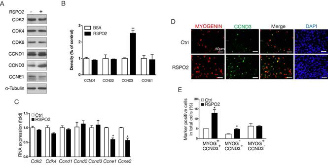 (A, B)웨스턴 블라팅에 의한 세포주기관련 단백질 발현분석. (C)qRTPCR에 의한 세포주기 관련 유전자 발현 분석. (D, E) 형광염색에 의한 CyclinD3 발현 증가 관찰