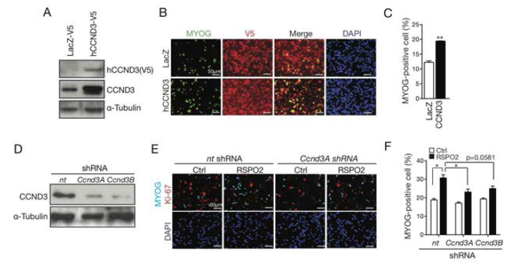(A-C) 근육줄기세포 내 CyclinD3 과발현 시 근육줄기세포 분화를 증가시킴. (D-F) 근육줄기세포 내 CyclinD3 발현 감소는 RSPO2에 의한 근육줄기세포 분화증가를 둔화시킴