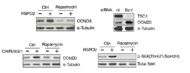 (Top Left) 근육줄기세포 내 RSPO2에 의한 CyclinD3 증가는 mTOR 저해제인 rapamycin에 의해 상쇄됨. (Top Right) mTOR의 저해단백질인 Tsc1의 발현을 knockdown 시킨 경우 CyclinD3의 발현이 증가됨. (Bottom Left) GSK-3β의 저해제 처리 시 CyclinD3의 발현이 증가되며 이는 rapamycin에 의해 상쇄됨. (Bottom Right) 근육줄기세포 내 RSPO2에 의해 S6K의 활성이 증가되며 이는 mTOR 저해제인 rapamycin에 의해 상쇄됨
