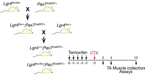 근육 줄기세포 특이적 Lgr4 유전자 결핍 생쥐 모델 개발 및 근육 재생 실험 모식도