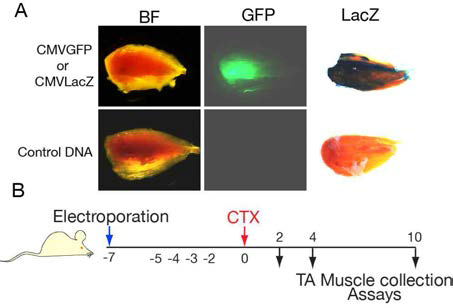 (A) In vivo electroporation에 의한 근육조직에서 유전자 발현. (B) RSPO 과발현 생쥐모델을 이용한 근육재생 모델 모식도