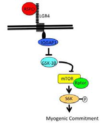 RSPO에 의한 성체 근육 줄기세포 내 mTOR 신호전달 활성 모델