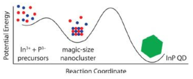 InP 인공원자 2단계 성장 과정의 모식도.2 반응 중간체로 클러스터(magic-size nanocluster)가 형성된 후 인공원자가 합성됨