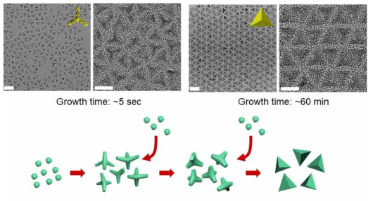 Cl-amine의 co-passivation 기반 InP (111)면의 안정화를 통한 사면체 InP 인공원자의 성장경로 확인