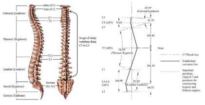 Curvature line mimicking human spine shape