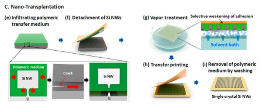 단결정 실리콘 나노와이어 패턴 제작 모식도 (본 연구팀 ACS Nano (2017) 게재 논문)