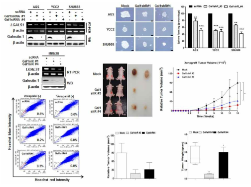 갈렉틴-1 저해 시 암세포의 성장, 줄기세포능이 감소함