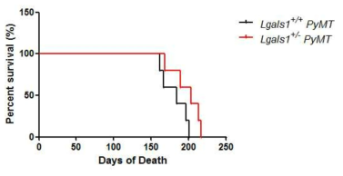 Lgals1+/+PyMT 마우스와 Lgals1+/-PyMT 마우스의 생존율 비교