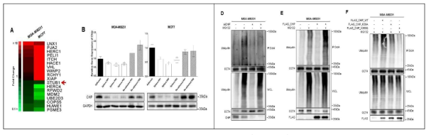 OCT4의 Post Translational Modification)을 조절하는 CHIP의 동정 및 기전 규명