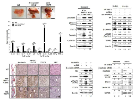 WNT와 STAT3 신호전달의 cross-talk