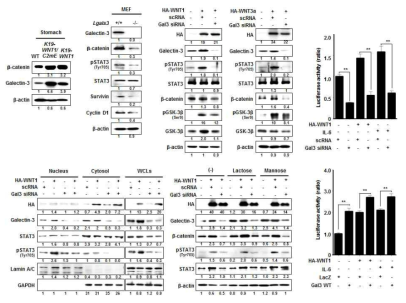 세포 내 갈렉틴-3에 의한 STAT3 신호전달 조절