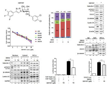갈렉틴-3 저해제의 구조 및 항종양효과 (세포증식, 세포주기, WNT, STAT3 활성 억제)