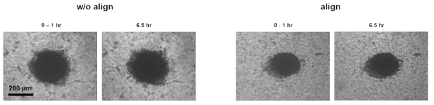 doxorubicin-treated MDA-MB-231 spheroid의 단일 세포들의 이동 방향