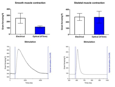 광 흥분성 단백질 자극에 대한 평활근(좌), 골격근(우) 조직의 수축 유도 결과
