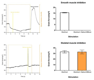 광 억제성 단백질 자극에 대한 평활근(좌), 골격근(우) 조직의 수축 억제 결과