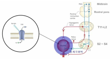 근육 조직(방광) 직접 자극을 통한 배뇨 제어 개요
