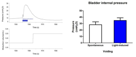 Cystometry 기법을 이용한 광 유전학의 배뇨 유도 검증 (근육 조직 직접 자극)