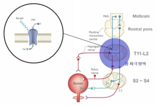 신경 자극을 통한 배뇨 제어 개요