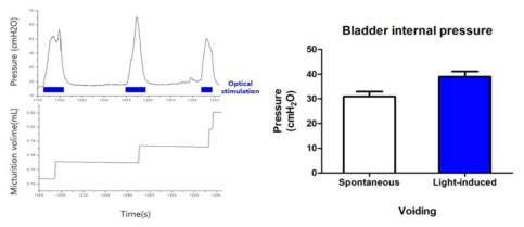 Cystometry 기법을 이용한 광 유전학의 배뇨 유도 검증 (신경 자극)