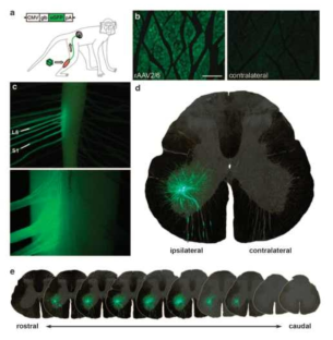 Adeno-Associated virus(AAV)를 이용해 원숭이의 종아리 근육과 연결된 신경세포에만 선택적으로 형광 단백질을 발현시킨 결과