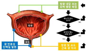 센서-자극기 통합형 광학적 하부 요로 제어 플랫폼 개요도