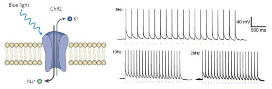 광 유전학 : 광 반응성 단백질(좌)과 광 자극에 대한 세포 활성(우)