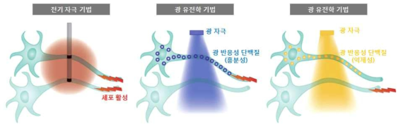 세포 선택적 제어