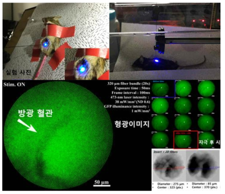 광 시스템을 이용하여 실험동물의 방광 근육 또는 척추 신경을 직접 자극하는 모습(상) 및 형광 이미징을 통해 실시간으로 자극 후 조직의 변화를 확인한 결과(하)