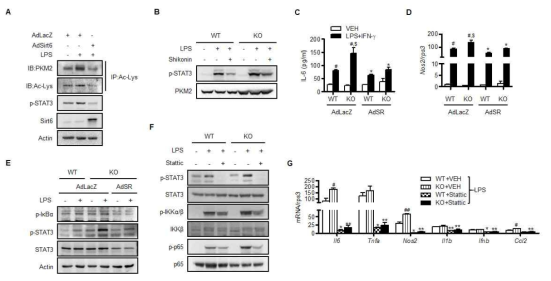 Sirt6에 의한 PKM2의 탈아세틸화 및 NF-kB-IL-6-STAT3 경로 조절