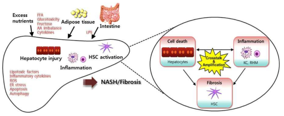 NASH 발병과 진행을 촉진하는 다기관, 다세포, 다분자 사이의 상호작용(cross-talk)