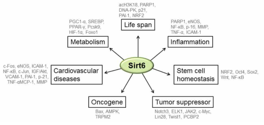 Sirt6의 표적 분자 및 생물학적 기능