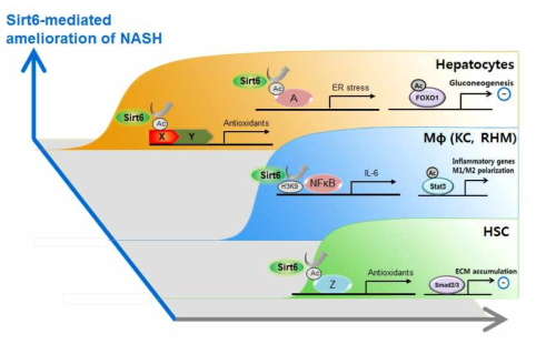 간세포, 대식세포, 간성상세포의 스트레스 조절을 통한 NASH 억제
