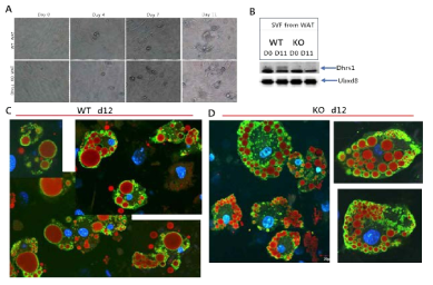 Dhrs1 KO WAT에서 지방조직 분화에 미치는 영향