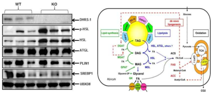 The effect of Dhrs1 depletion on proteins for lipid metabolism after radiation and aging (WAT)