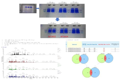 Mass Spectrometry data analysis from fat tissue