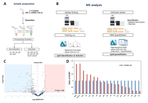 Lipidomics analysis of Dhrs1 KO mice