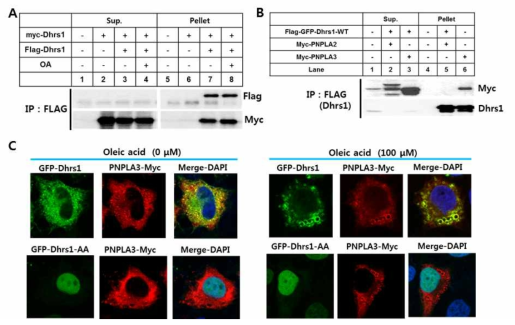 Dhrs1 interact with PNPLA3