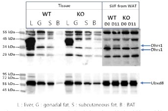 Dhrs1 KO WAT에서 지방조직 분화에 미치는 영향
