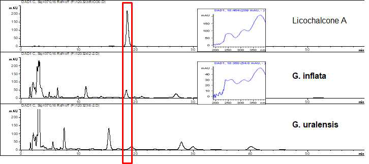 HPLC 분석법을 이용한 Licochalcone A 성분 확인