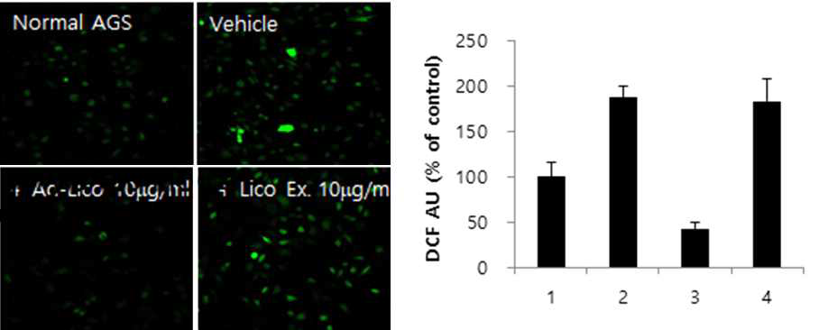 H.pylori에 의하여 유도된 ROS 에 대한 AD-lico의 항산화작용의 DCF를 이용한 평가 (1.Normal AGS 2. H.pylori 감염 대조군 3. AD-lico 10ug/ml, 4. AD-lico Extract 10 ug/ml)
