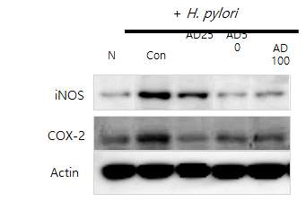 AGS 세포주에 H.pylori 감염에 의하여 유도된 염증관련 인자들에 대한 방어효과