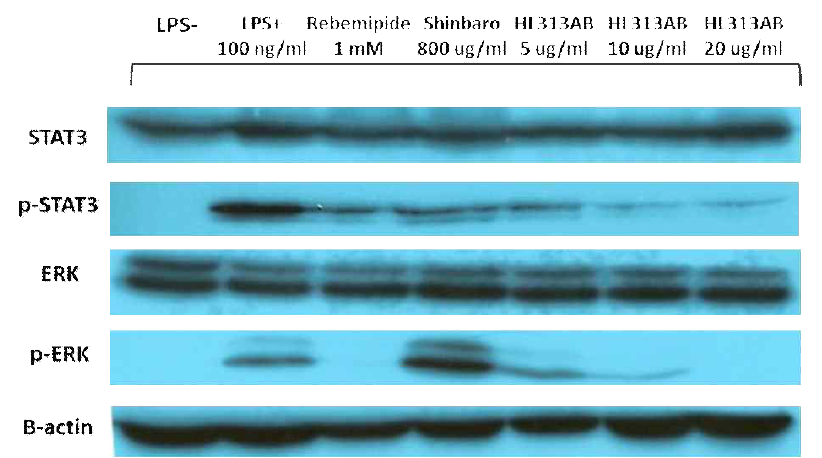 HL313 농도 별 염증 관련 및 신호전달 단백질 발현 확인 (Western blot assay)