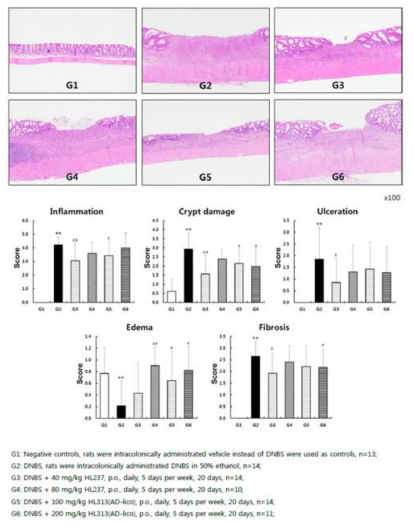 랫드 모델에서 조직병리학적 실험에 대한 시험물질 처리별 효능 비교