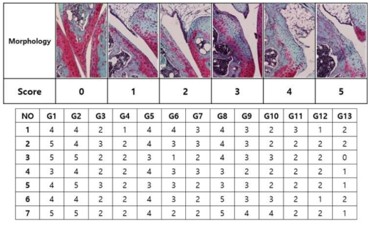 Masson trichrome (MT) 염색을 이용한 윤활관절 손상 수치화 및 결과