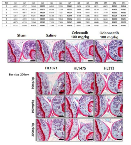 Safranin-O-fast green 염색을 통한 군 별 glucosaminoglycan 분포